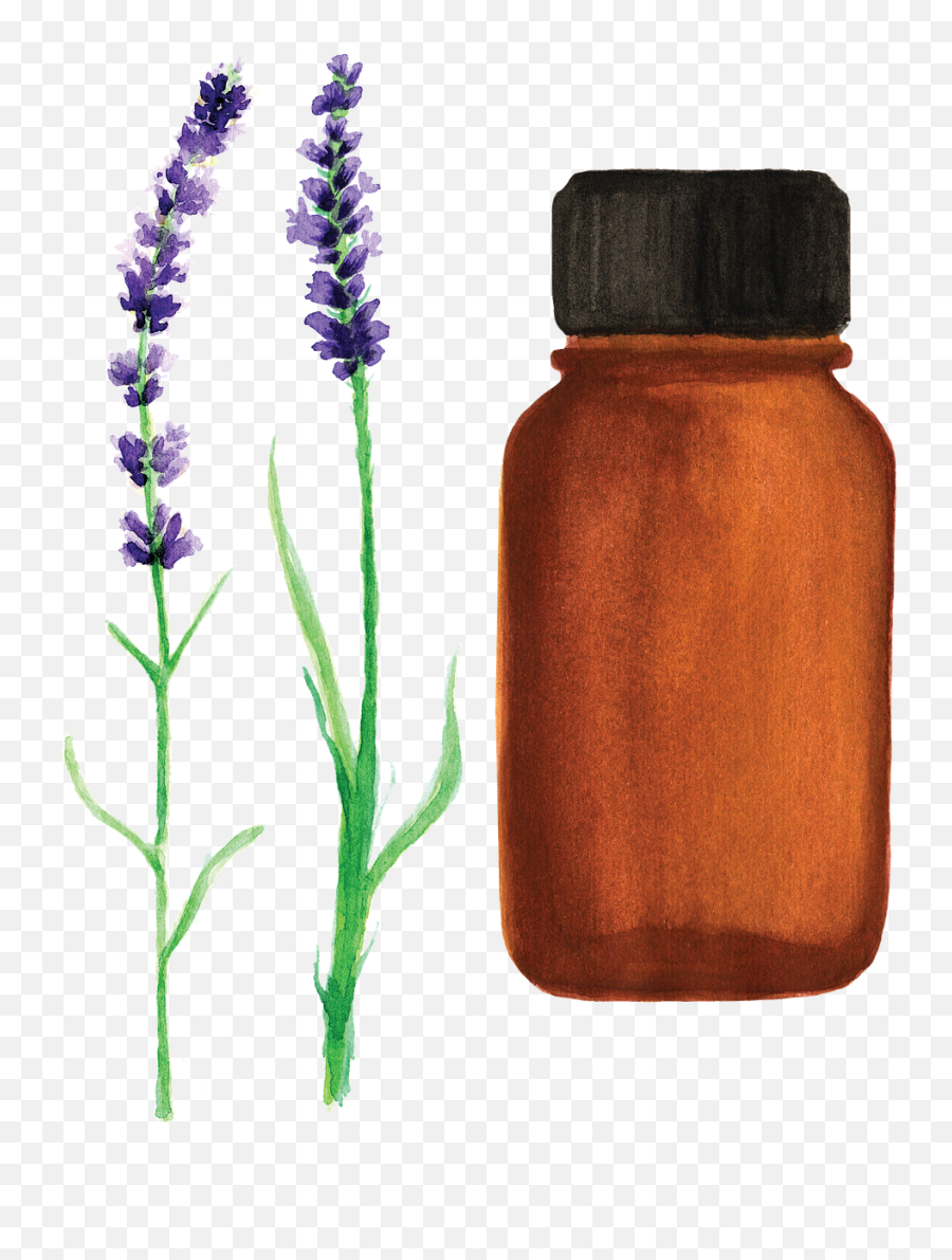 Essential Oil Lavender Watercolor - Free Image On Pixabay Essential Oil Bottle Watercolor Png,Essential Oils Png