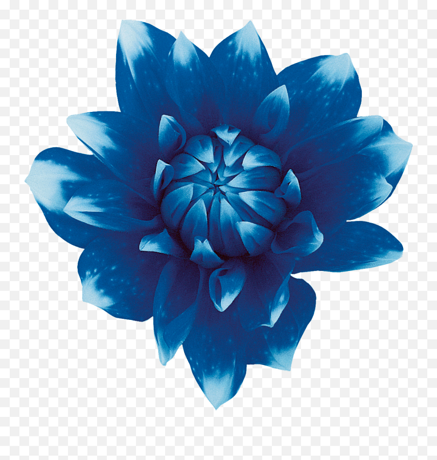 Blue Flowers Red - Blue Flower No Background Png,Blue Flowers Png - free  transparent png images 