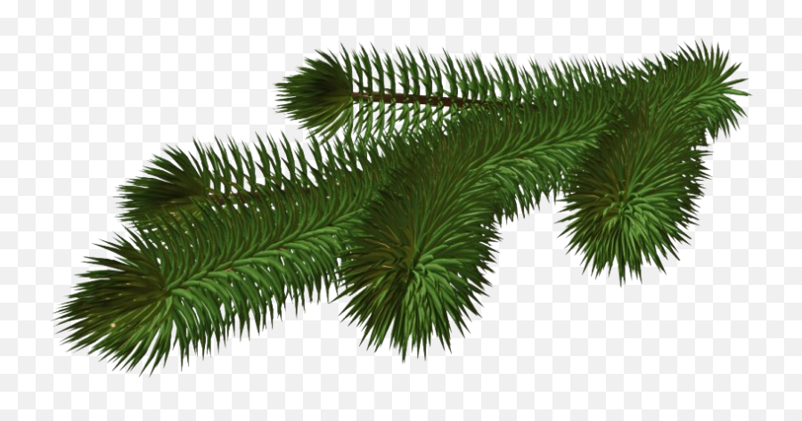 Pine Branch Png Hd - Transparent Christmas Tree Branch Png,Pine Branch Png