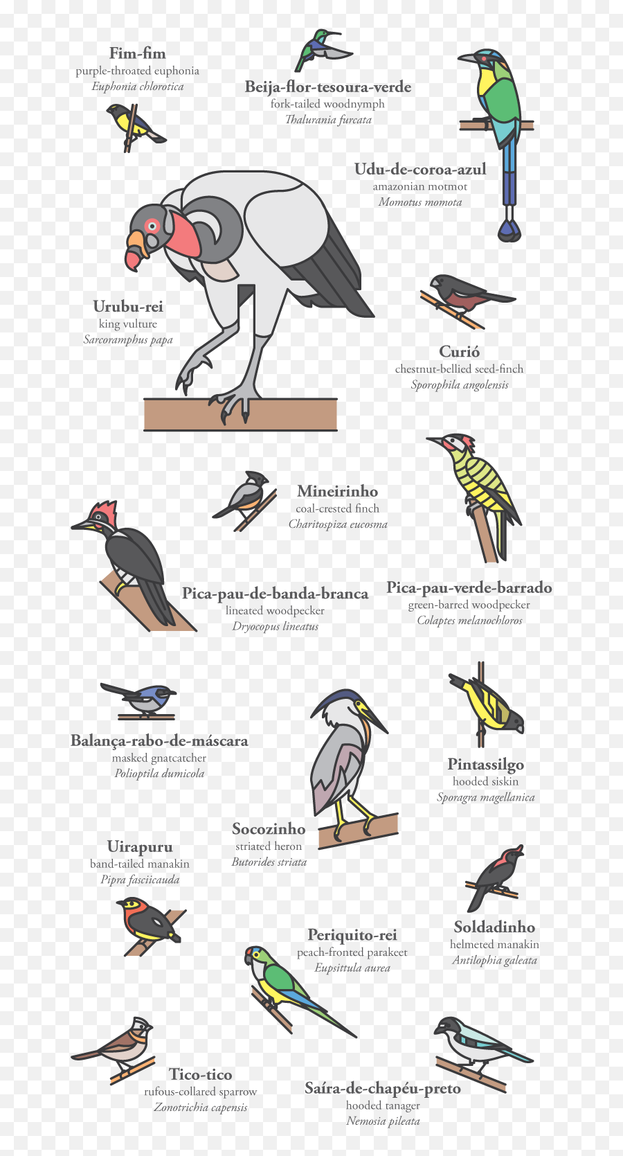 Pedro Machado - Cerrado Birds Piciformes Png,Woodpecker Icon