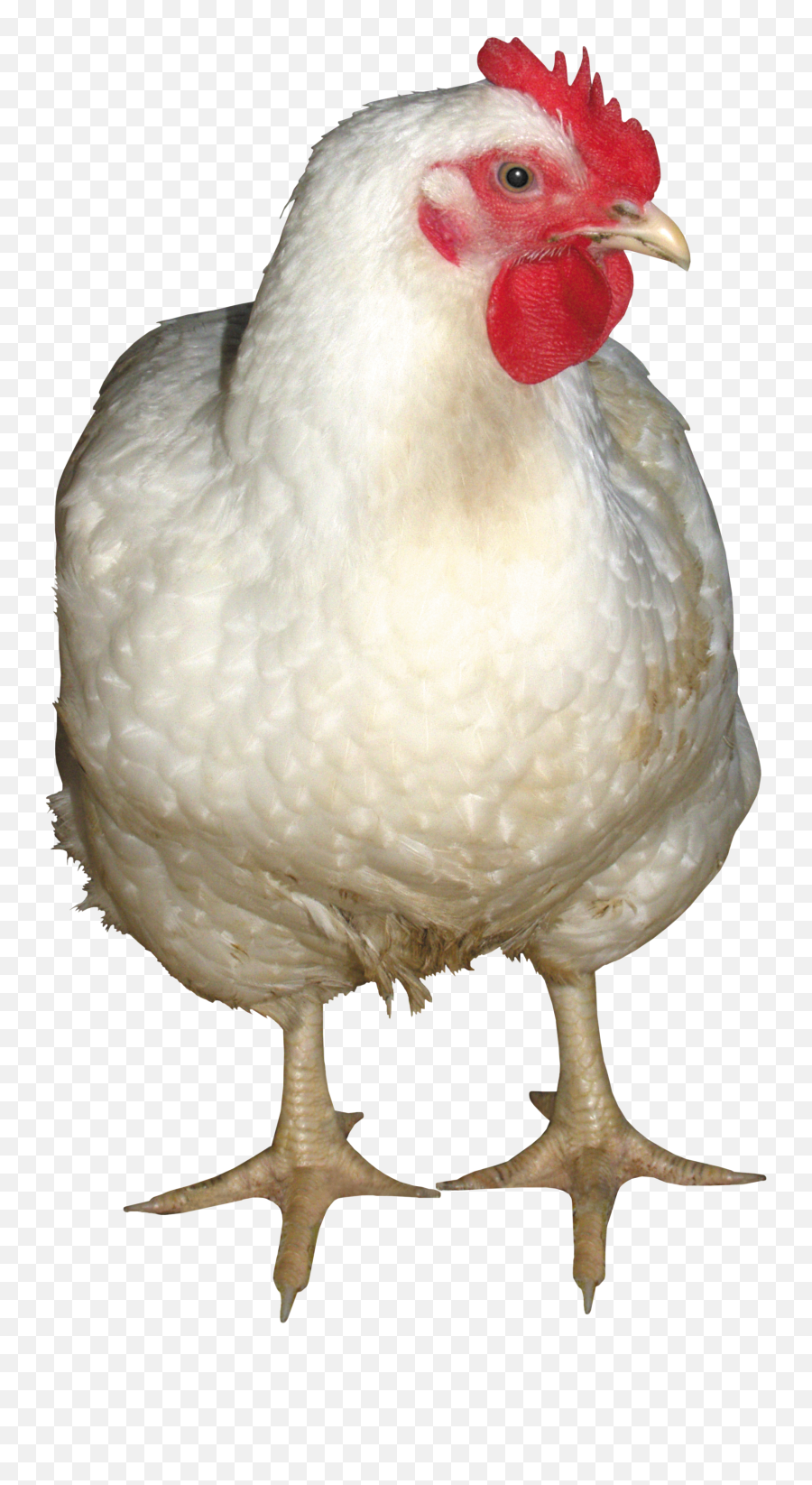 Download Free Png Hen Chicken - Transparent Transparent Background Chicken Png,Chicken Png