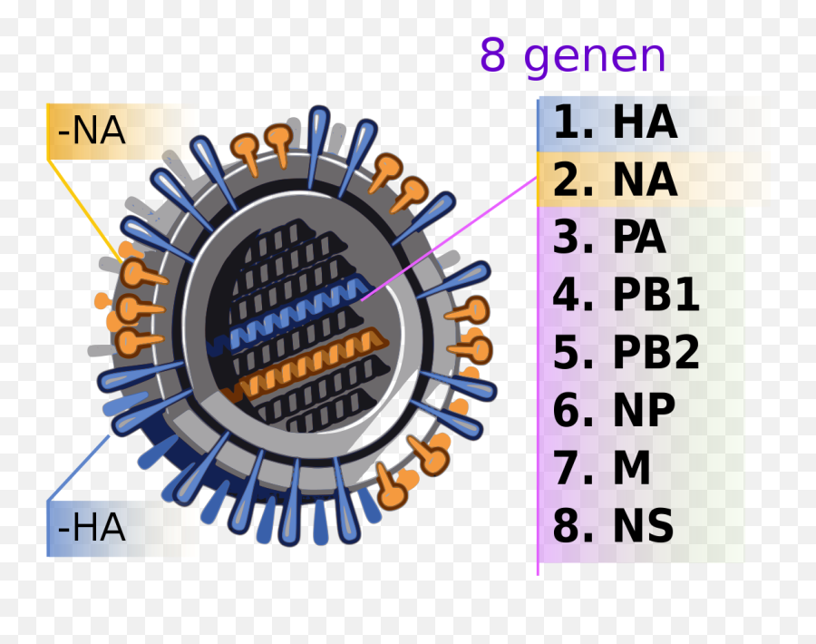 File2009 H1n1 Influenza Virus Genetic - Numnlsvg Influenza Vaccine Egg Png,Flu Icon