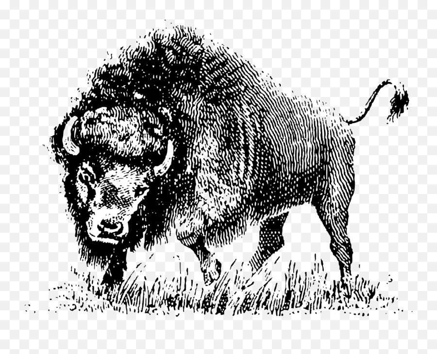 Horns Vector Bison Picture 1412433 - Bison American White Buffalo Png,M Bison Png