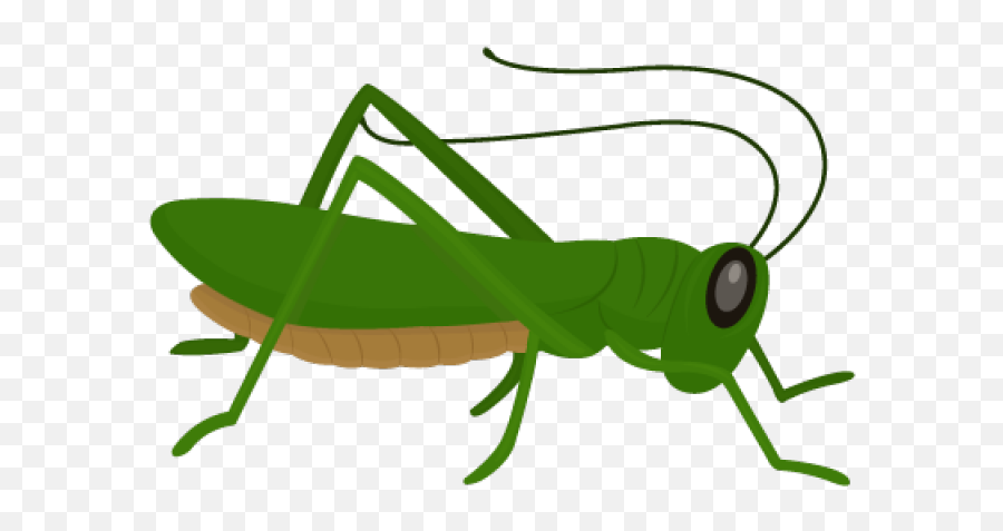Grasshopper Clipart Grillo - Grasshopper Clipart Png Clipart Grasshopper,Grasshopper Png
