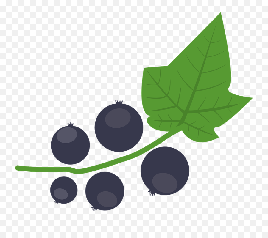 Blackcurrant Berry Autumn - Free Vector Graphic On Pixabay Blackcurrant Illustration Png,Autumn Leaf Png