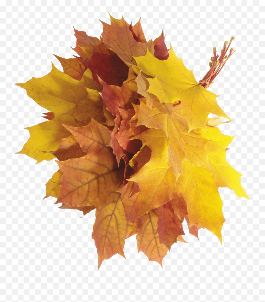 Download Autumn Png Leaves Hq Image - Png Aesthetic Fall Leaves,Autumn Leaves Png
