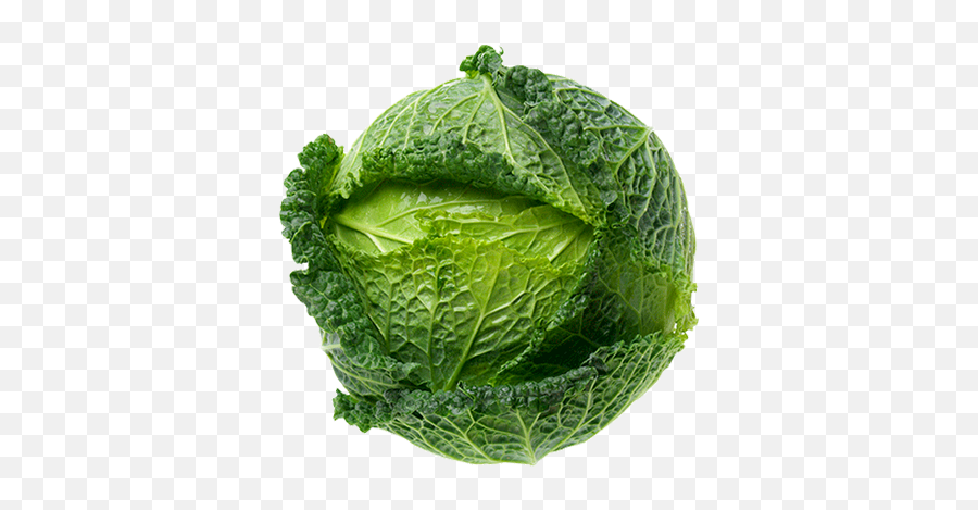 Cabbage Savoy Each - Romaine Lettuce Png,Cabbage Transparent