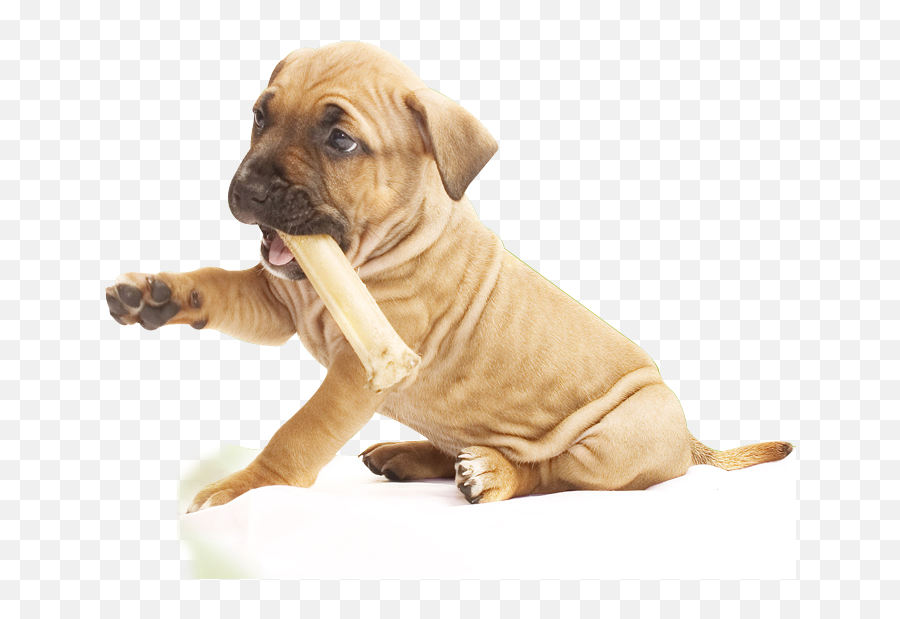 Cachorro - Pit Bull Puppy Png Transparent Png Original Borbull Puppy Png,Cachorro Png