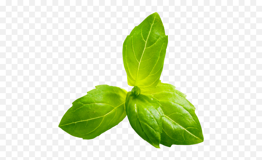 Vulcano Authentic Italian Food - Green Apple Slice Png,Basil Png