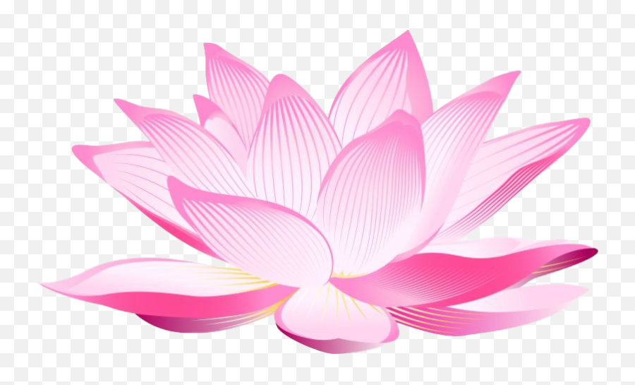 Lotus Flower Png Clipart All - Lotus Flower Transparent Background,Flower Clipart Png