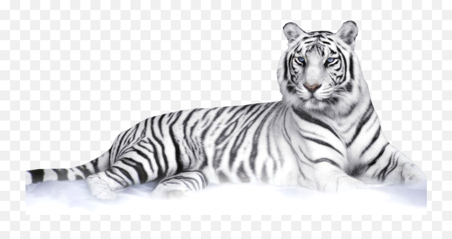 White Tiger Psd Official Psds - White Tiger Png,Tiger Transparent