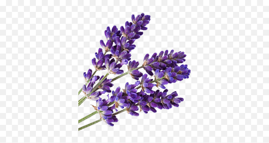 Lavender Transparent Png Images - Transparent Background Lavender Png,Lavender Png