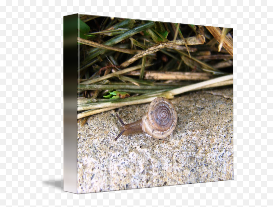 Mr Snail By Clear Sky Photography - Lymnaeidae Png,Snail Transparent