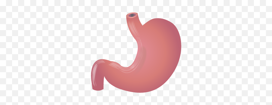 201405 Stomach - Stomach Images Png,Stomach Png
