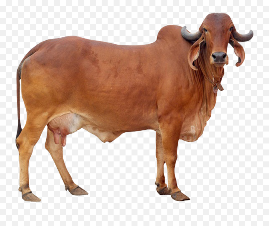 Distinctive Features Of Gir Cow - Gir Cow Images Download Png,Gir Png