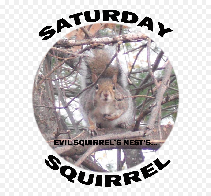 42 - Punxsutawney Phil Png,Squirrel Logo