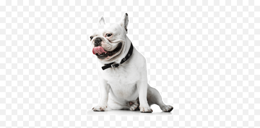 White English Bulldog Png U0026 Free Bulldogpng - White French Bulldog Png,Bull Dog Png