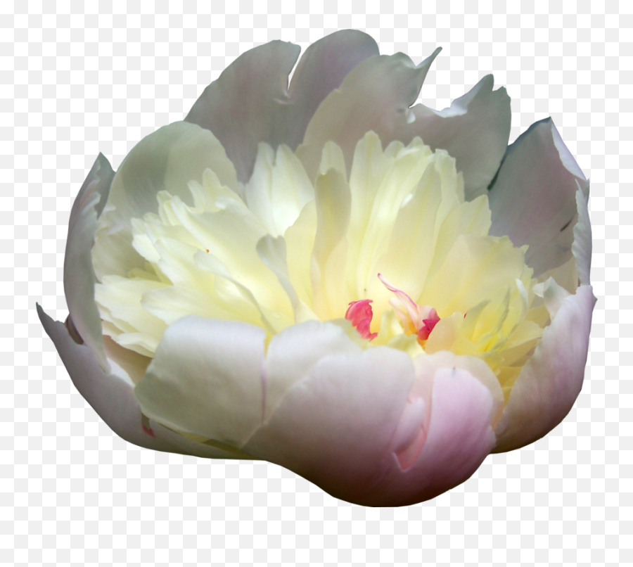 Download Peonies Picture Hq Png Image Freepngimg - Peony,Peony Transparent