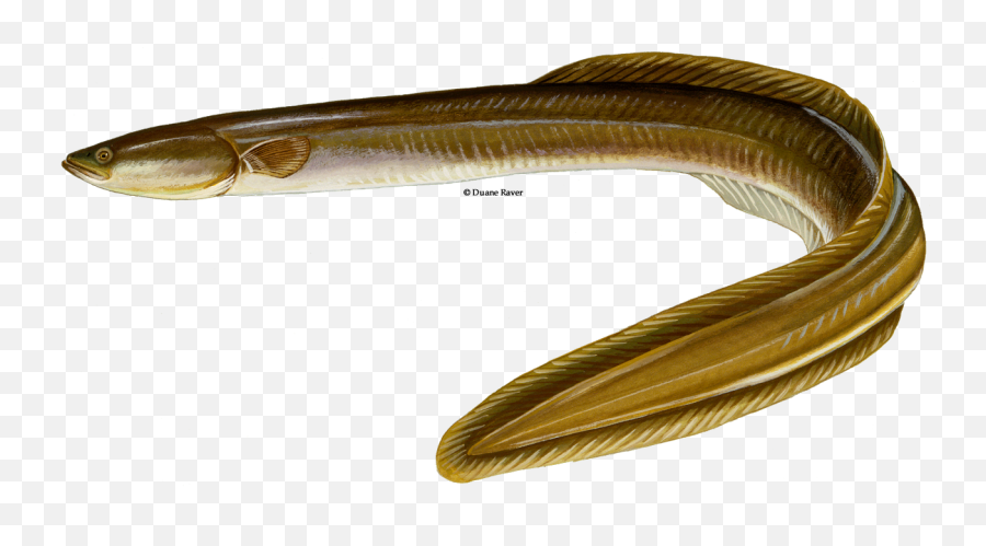 Download American Eel Png - American Eel Fish,Eel Png