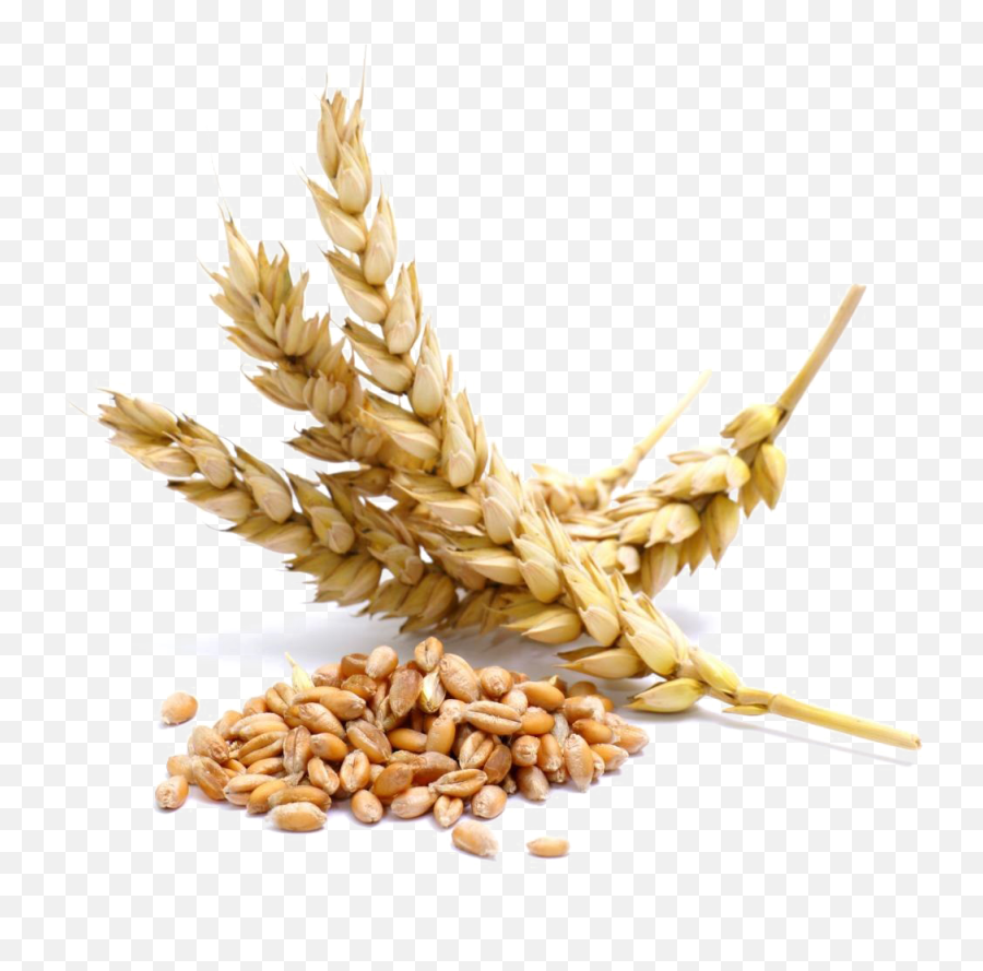 Wheat Png Transparent Image - Wheat Transparent,Wheat Png
