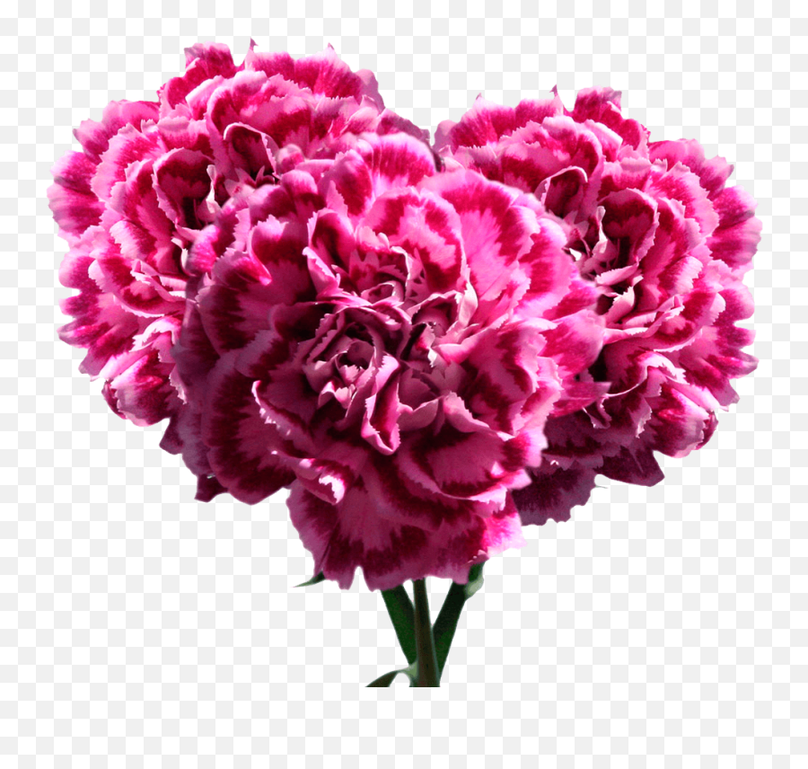 Pink Carnation Flowers Low Price Free - Carnation Png,Carnation Png