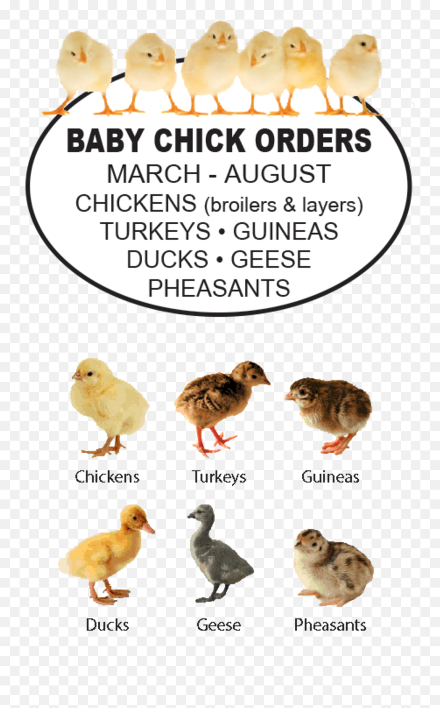 Foreston Farmers Co - Animal Figure Png,Baby Chick Png
