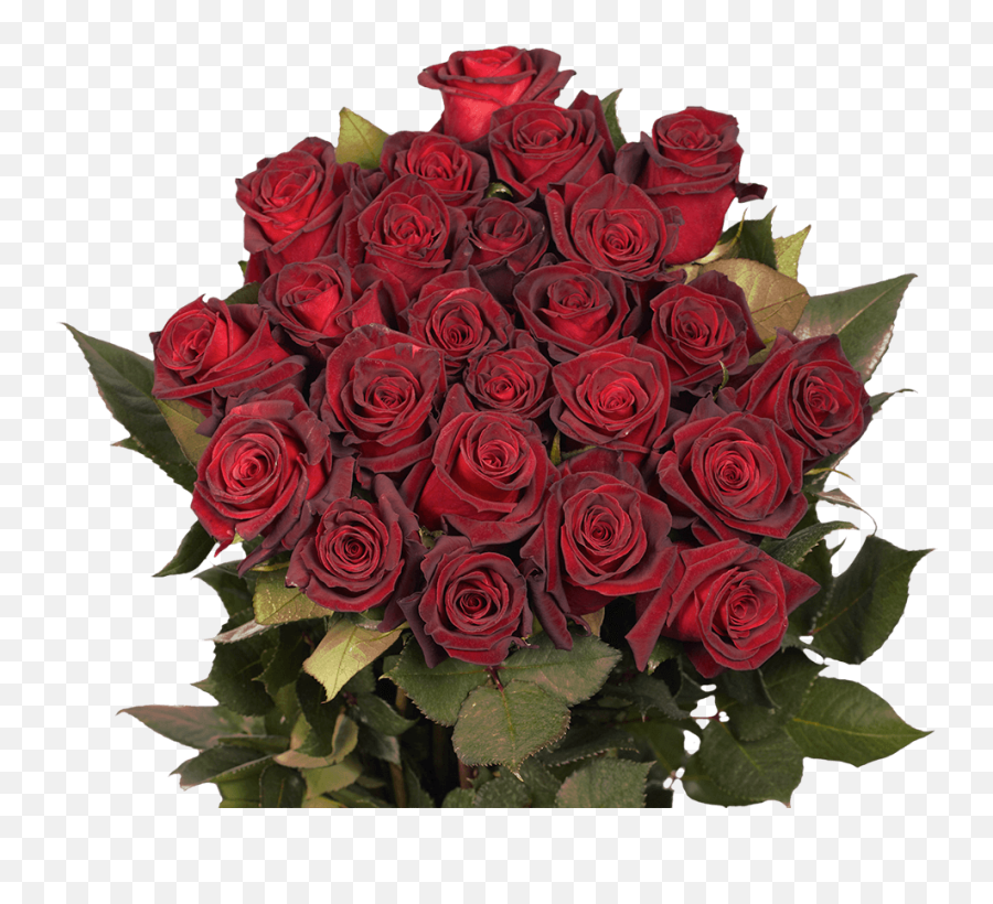 Baccara Black Roses - Lovely Png,Black Roses Png