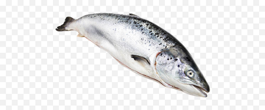 Fresh Salmon Fish Manufacturer In - Fresh Salmon Fish Png,Salmon Transparent