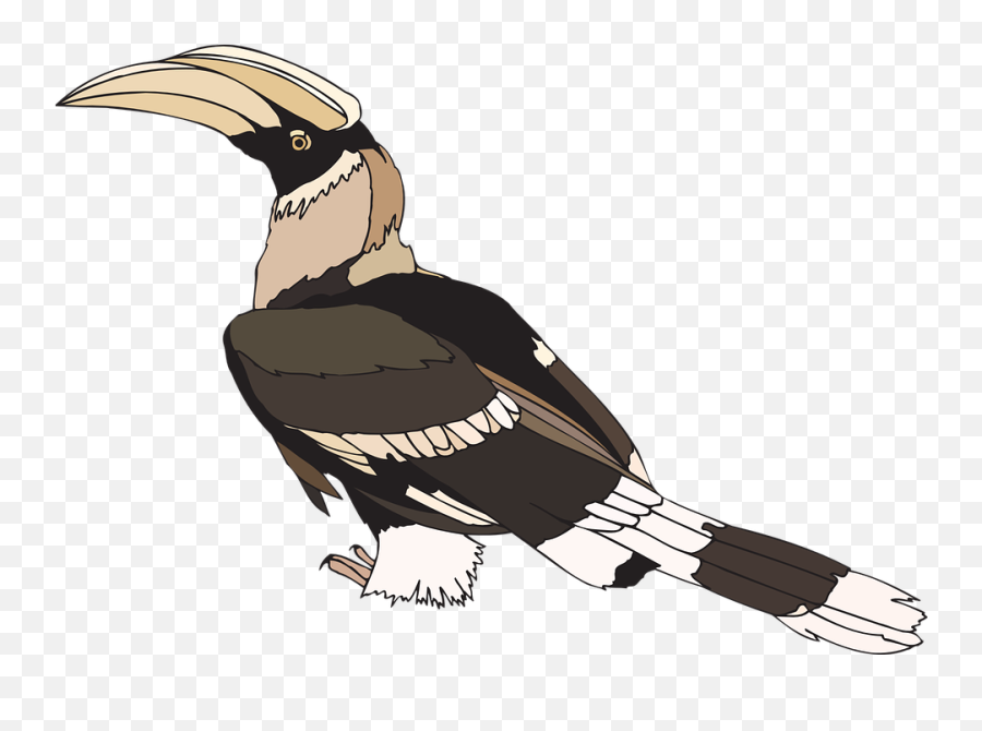 Indian Feather Png - Hornbill Pied Indian Bird Wings Staring Hornbill Feather Clipart,Indian Feather Png