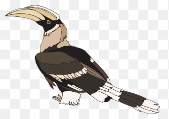Indian Feather Png - Hornbill Pied Indian Bird Wings Staring Feather Clipart