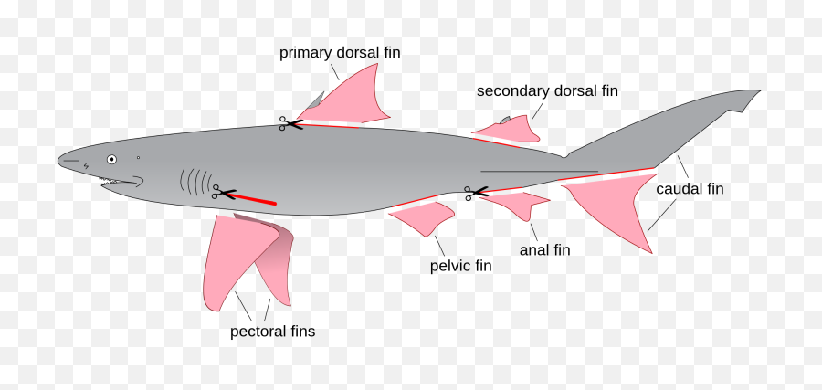 Vector Sharks Shark Fin Transparent U0026 Png Clipart Free - Can You Eat Shark Meat,Fin Png