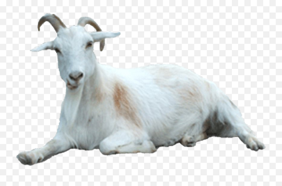 White Goat Transparent Png - Transparent Background Goat Png,Goats Png