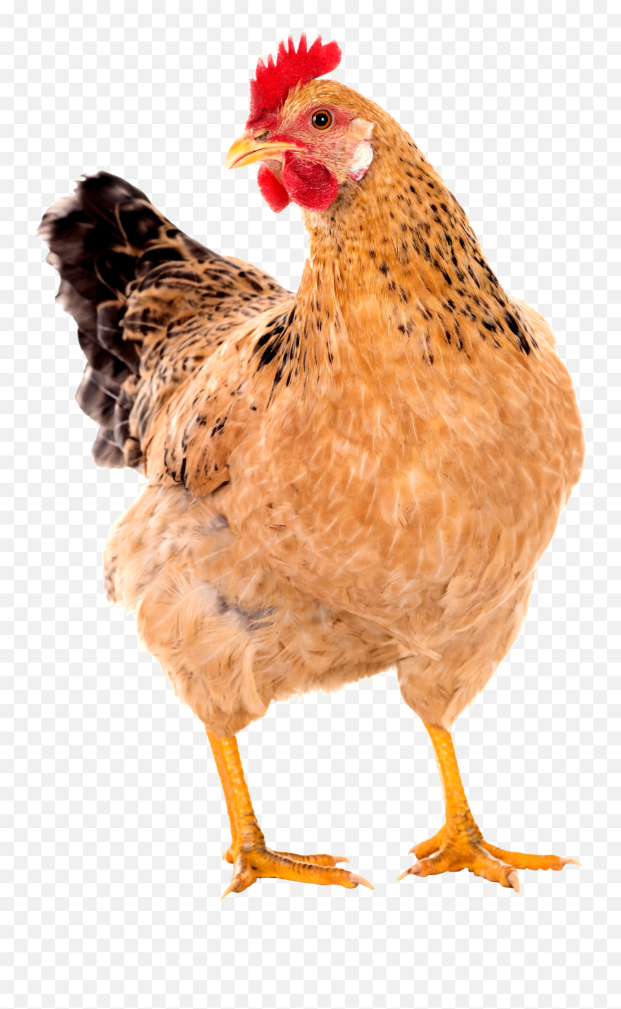 Download Chicken Png Image - Chicken Png,Chicken Png