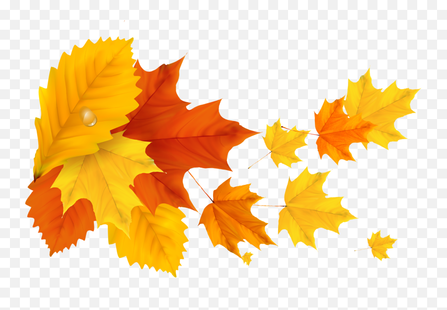 Yellow Orange Fall Leafs Png Clipart - Yellow Maple Leaf Png,Canada Maple Leaf Png