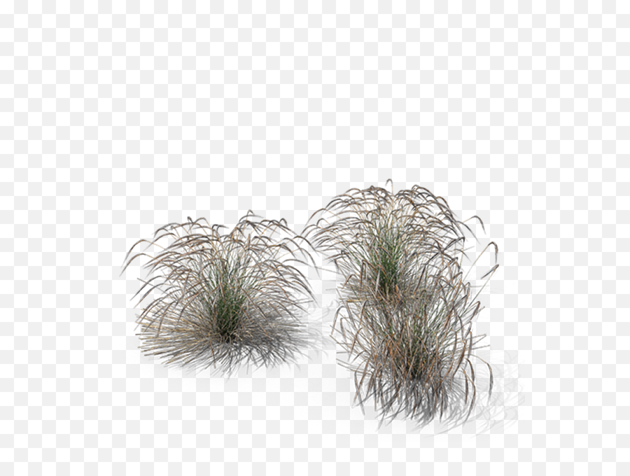 Ornamental Grasses - Sweet Grass Png,Grasses Png