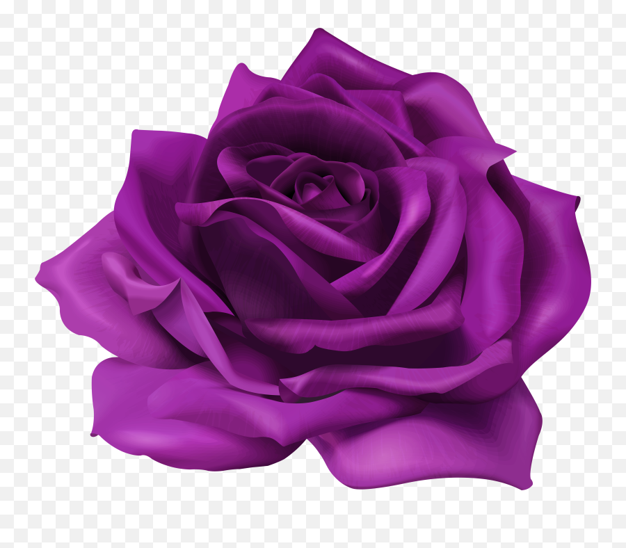 Lavender Purple Rose Png U0026 Free Rosepng - Transparent Purple Flower Png,Roses Transparent