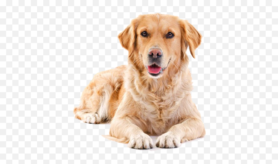 Download Golden Sitting Pet Dog Cat Hair Puppy Clipart Png - Golden Retriever Transparent Background,Puppy Clipart Png