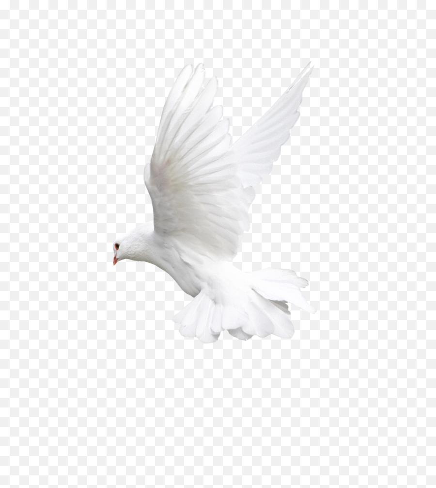 Pigeons And Doves Bird Fantail Pigeon - Dove Transparent Background Png,Bird Png Transparent