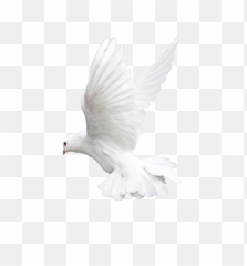 Pigeons And Doves Bird Fantail - Transparent Background png
