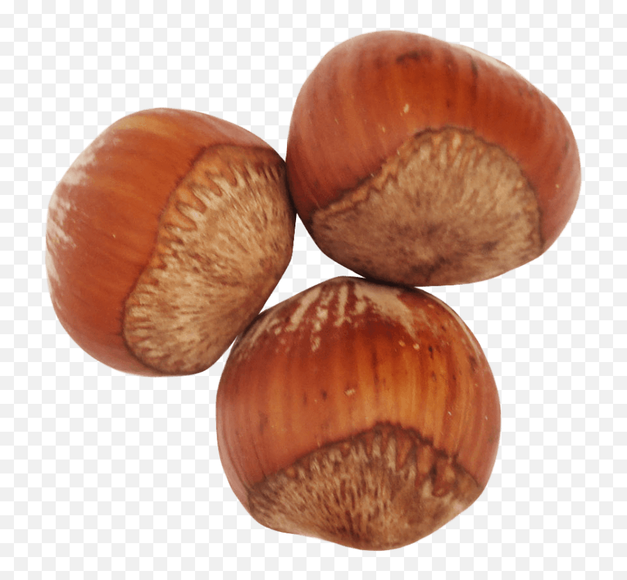 Hazelnut Png 4 Image - Hazelnut Chestnut,Hazelnut Png