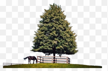 Tree Background Landscape Nature Transparent Photogr - Landschaften Baum Png,Nature Transparent Background