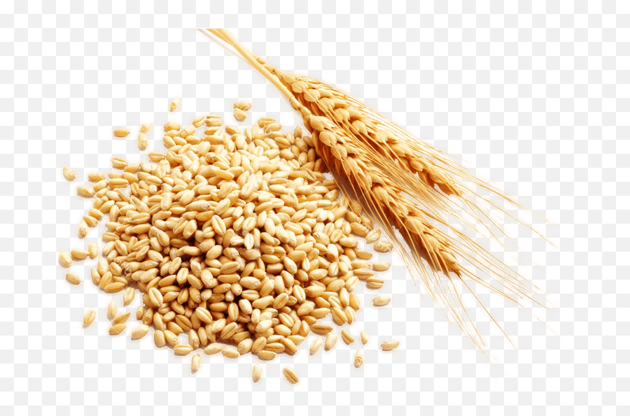 Cereal Grain Harvest - Rice Png Download 736515 Free Transparent Rice Krispies Cereal,Wheat Transparent
