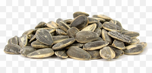 Sunflower Seeds Png Transparent Images All - Sunflower Seed,Sunflower Transparent Background