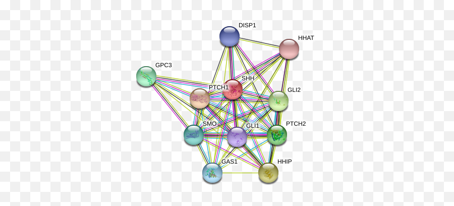 Shh Protein Human - String Interaction Network Circle Png,Shh Png