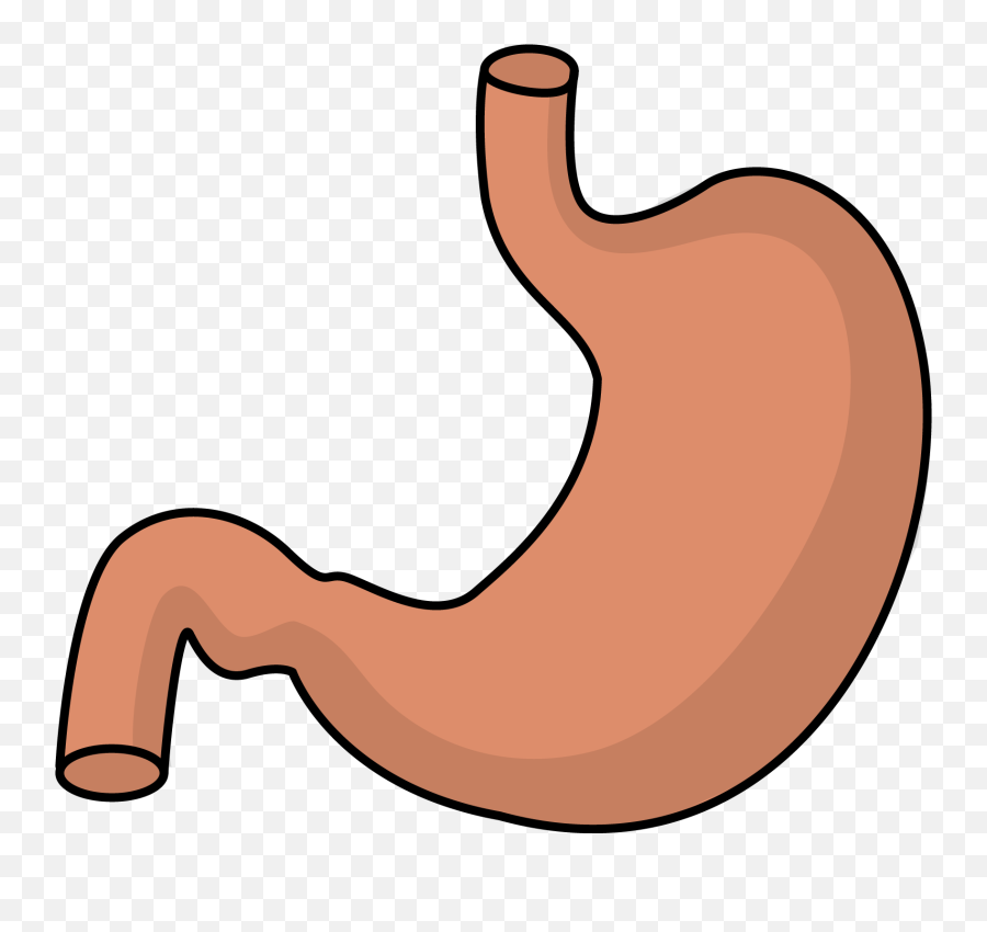 Hd Transparent Stomach - Stomach Clipart Png,Stomach Png