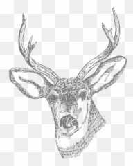 Antler Clipart Transparent Tumblr - Hunting Drawings png