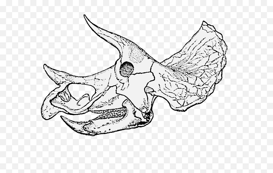 Filetriceratops Prorsus Old Skull004png - Wikimedia Commons Triceratops Skull Png,Triceratops Png