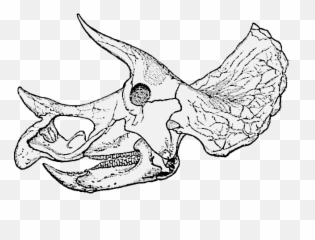 Filetriceratops Prorsus Old Skull004png - Wikimedia Commons Triceratops Skull Png,Triceratops Png
