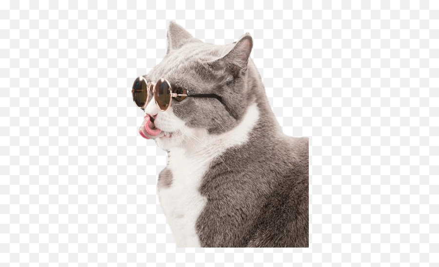 Cool Cat Sunnies - Cat With Sunglasses Png,Cool Cat Png