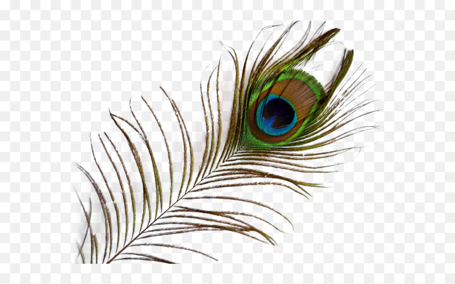 Peacock Feather Png Transparent Images - Transparent Peacock Feather Transparent Background,Indian Feather Png